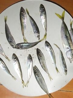 С 16 до 20 на поплавок и мидию: ставрида в прилове, зеленухи и собаки активны