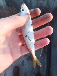 Фотофиксация улова и снастей: контрольная метка перед следующей рыбалкой