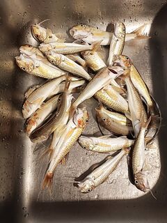 Полтора часа до заката: сухой червь и короткие паузы по активной прибрежной рыбе