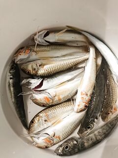 Барабульки меньше, зато подходит ставридка: рыбалка с пересменкой по видам