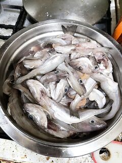 Район Актера, глубины 20–25: голяк шесть–семь кг, ставриду не стали добирать