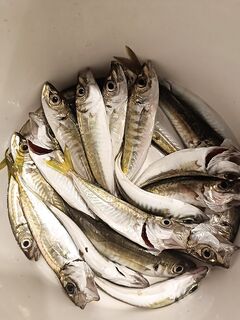 Барабулька ушла с точки, остался ставридосик: корректируем план вечерней ловли