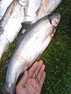 Кабардинка после побега форели: вчера эльдорадо, сегодня пустой берег