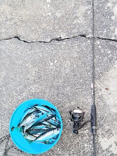 Ночная смена до рассвета: бомбарда 4.5 г, глазатка и полтора кило ставриды