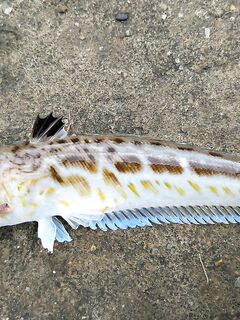 Под дождем за барабулей: морская рыбалка на тирольку с бутербродом на выбросе