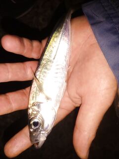 Вечерний раздач на жареху: морская рыбалка у берега с подбором цветов