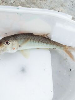 Тиролька и отводной: барабуля, дракончик и собачки на буне по расписанию