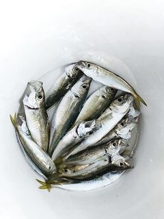 Пять грамм пилькера и дальний рубеж: рыбалка на ставридку в сумерках