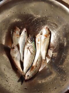 Сухой моряк и отводной: рыбалка на Чёрном море по барабуле и морскому окуню