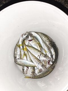 Солнце село — ставрида у берега; днём её нет