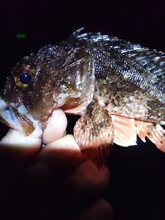 Ставридный вечер по классике: цвета светлые — покрупнее, темные — почаще