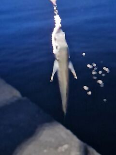 Ялта с 21:00 до 01:00: джигголовка 1 г и пластиковая 2,5 г — около 50 ставридок