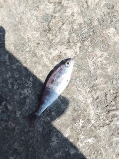 Мацеста днём: смариды, собачки и зеленухи на сухого моряка и мидию