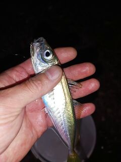 Ещё часик после заката: ставрида на ультралайт, 2–3 трофея из 20–30