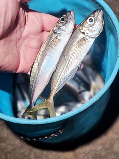 Ялта, поздно пришёл — три часа мелькало на маракуйю