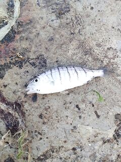 С 4:30 до 9:00: ставка не сработала — ушёл в смариду и барабулю