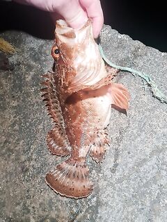 Вечер в Ялте: пара мелких горбылей, сход крупного на воблере и ставридка фоном