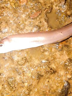 Два дня по ставриде: налим влетел, луфарик резал, горбыль на фото и отпущен