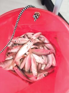 Сочи, обучение на бомбарде: ставрида и барабулька, спасибо Юрию