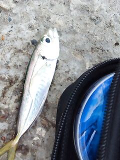 Первый опыт после заката: медленно тонущая бомбарда, «розовый нереис» и сухой червь