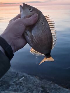 Ялта, холодная ночь: руки замёрзли, карась утром «залётный»