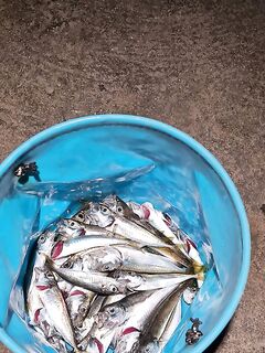 Ялта вечером: вода ледяная, поклёвывает понемногу, крупной нет