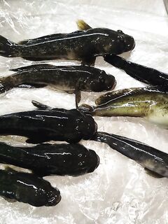 Абхазия, Сухум, пляж Мокко: дневной выход зафиксирован