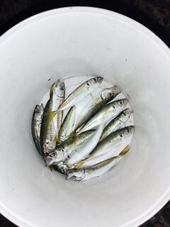 Ставрида после 20:00: час активного окна и холодный ветер — сразу на сковородку