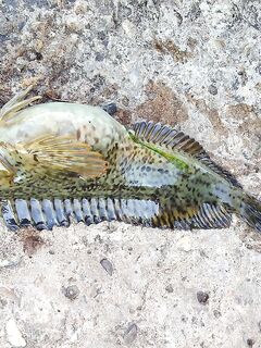 Донка с нереисом и тиролька 30 г: первый горбылик и смена на ставку