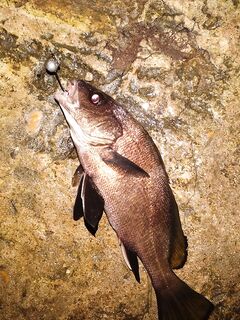 Вечер у буны: микроджиг не зашёл, отводной собрал барабулю, карася и горбыльков