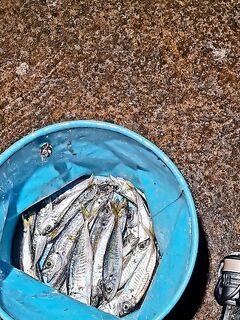 Буны кишат рыбой: мелкая ставрида, стаи кефали и возвращение крупного горбылёка