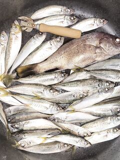 С 19 до 01:45 у буны: укоротил поводок, взял горбылёк и 33 ставридки на две снасти