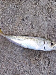 Ставка вечером и днём: двадцать одна ставрида и три барабули на навозного червя