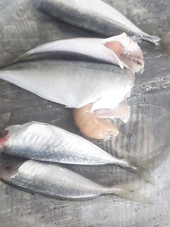 «Лови крупную» — запрос без координат: где свал и когда идёт кормовая стая?