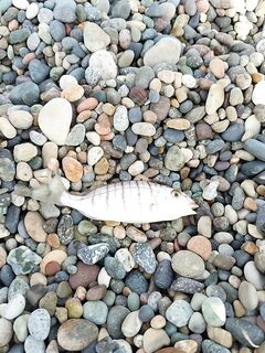 Активная барабуля спиннингом: навозник, креветка и сушёный нереис держат удар