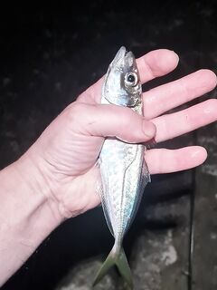 Ялта, полнолуние и штиль днём: морская рыбалка ночью — средняя и крупная ставрида