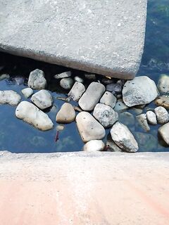 Совет подводника: кефаль по каменно-глыбовому дну — но как её ловить с берега?