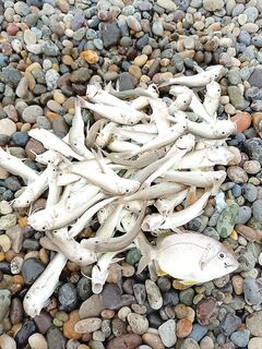 Шесть десятков барабулек за вечер: короткий отводной, два крючка и мини-силикон