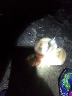 Алушта, ставридошпроты и скорпены: короткий выход, коты довольны, горбылик ушёл