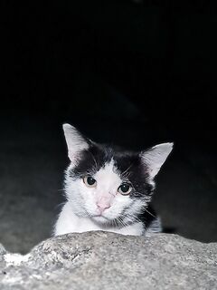 Ялта, полуночные «крокодилы»: ставрида крупнеет, снасти рвёт, коты воруют