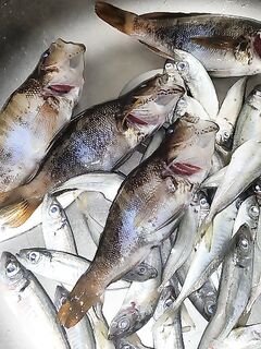 Лермонтово–Джубга, лодка: горбылёвых мест не найду, вода мутная и тёплая