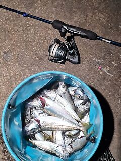 Ялта, четвёртая рыбалка как под копирку: мелочь, затем крупнее, чебурашка 1,5 г