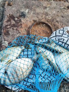 Сочи, поплавок с волнореза: мидия, прикорм ракушкой и переход к вечерней ставриде