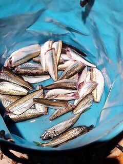 Рецепт солёной ставридки: ножницы, соль, уксус, масло — и можно есть вечером