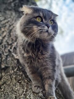 Споры про «опасности»: ем ставриду сам и кот ест — морская рыба меньшее зло