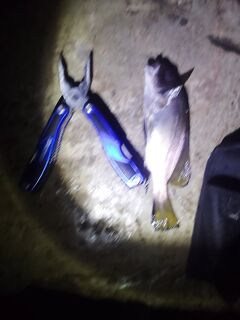 Фотоотчёт: последние выходы на море — фиксация по видам и рабочим точкам