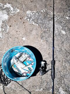 Ялта, джиг 1,5 г: периодические выходы ставриды на пару часов, коты сыты