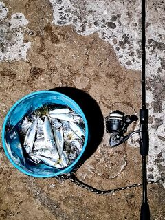 Ялта, ночь: рыбалка на ставриду с чебурашкой 1,5 г — крупная дерзит ближе к 23