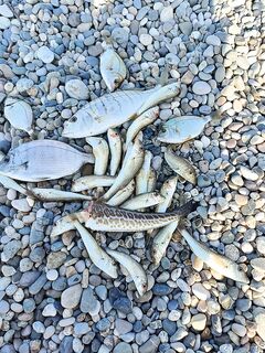 Каждое утро 4–7: отводной с червём даёт барабулю, карася и полосатого окуня