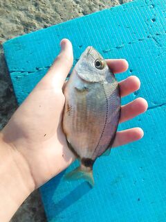 Скромные уловы серией: караси, горбыльки, барабуля и зеленуха, фото из нескольких дней